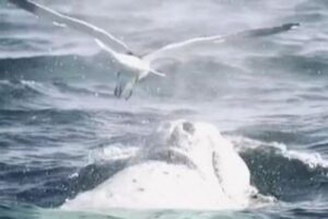カモメがクジラでサーフィン？背中に降り立つ珍しい映像