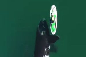 好奇心からパドルボードに接近するクジラ、ソフトタッチする姿が優しい