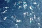 オーストラリアの海域に80頭以上のクジラが集結、巨大な群れが出現
