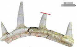 奇妙なアンキロサウルスの化石を発見、トゲが骨格に融合していた！