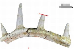 奇妙なアンキロサウルスの化石を発見、トゲが骨格に融合していた！