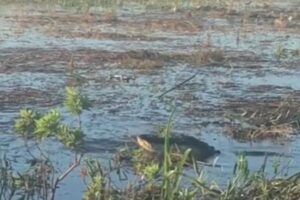 ワニが接近してきたドローンをカブリ！白い煙を上げるマシンを噛み砕く