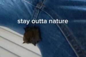 なぜそんなところに？女性の股間にコウモリがぶら下がっていた！