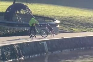 サイクリストに攻撃するカンガルー、実は湖で人間に助けられていた？