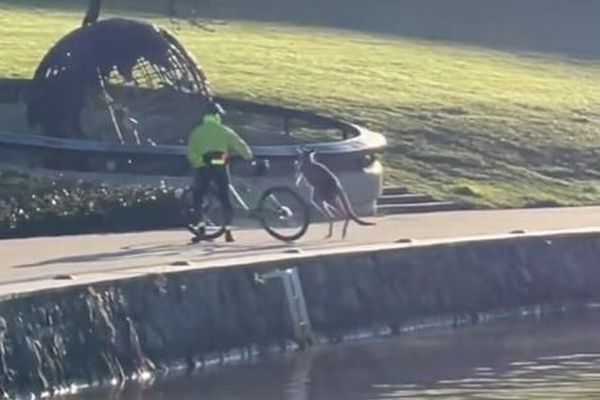 サイクリストに攻撃するカンガルー、実は湖で人間に助けられていた？