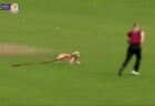 クリケットの試合に犬が乱入、なんとボールをくわえて逃げ回る