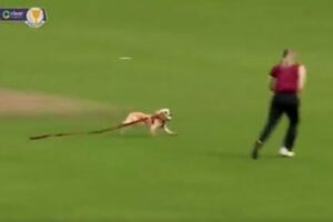 クリケットの試合に犬が乱入、なんとボールをくわえて逃げ回る