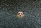 潮が満ちると顔が沈む…スペインの川に女性の像が出現