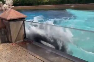 ずっと1頭で暮らしてきたシャチ、自ら壁に頭をぶつけ自傷行為