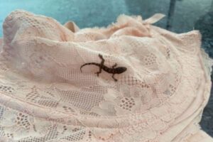 カリブ海からイギリスまで、ブラに隠れて6400キロも旅したヤモリを発見