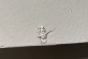 【閲覧注意】ギャー！大家さんが○○の上から塗装しちゃった…