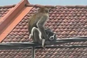 マレーシアでサルが犬の赤ちゃんを誘拐、住民らが救出を試みる