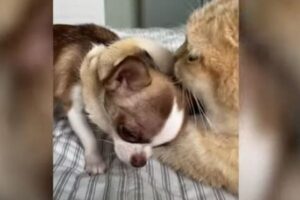 元気が良すぎる子犬、ネコのナメナメ作戦で大人しくなる