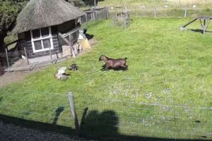 仲間を救え！雌鶏を襲うオオタカに対し、ヤギと雄鶏が果敢に攻撃