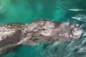 フロリダ州でパドルボードにワニが接近、女性がオールで押し返す