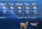 カナダの天気予報にワンコが登場、解説中に画面に映りこんでしまう
