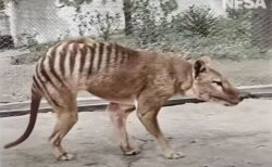 幻の動物「タスマニア・タイガー」が4Kのカラー映像で蘇る