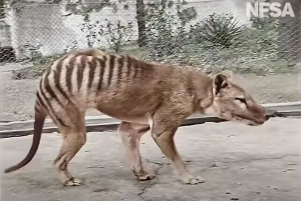 幻の動物「タスマニア・タイガー」が4Kのカラー映像で蘇る
