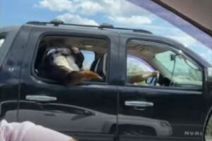 前足で窓の縁にもたれて…車内で人間のように座っているワンコを目撃