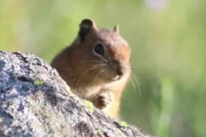 リスにも性格がある？外向的なリスは大胆で、エサを多く集めることに成功