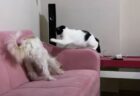 「やめなさい！」ソファを引っ掻くワンコを叱るニャンコの動画