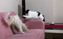 「やめなさい！」ソファを引っ掻くワンコを叱るニャンコの動画