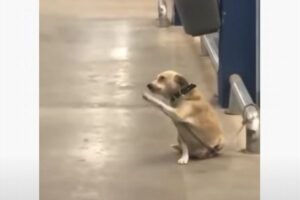 スーパーの前で買い物客に手を振るワンコが超キュート【動画】