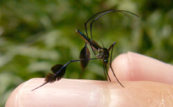 世界一美しい蚊、南米に生息し、光で体の色を変化させる