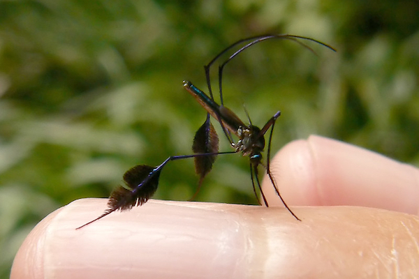 世界一美しい蚊、南米に生息し、光で体の色を変化させる