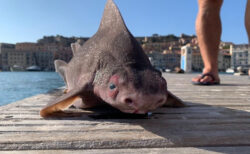 地中海で見つかった豚顔のサメがヘン