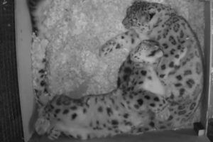 抱き合って眠るユキヒョウのカップルに愛を感じる