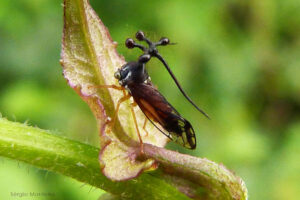 最もエイリアンぽい昆虫、ブラジルツノゼミが奇怪