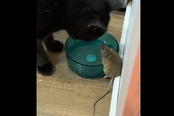 ネズミとネコが現実に仲良くなっちゃった！