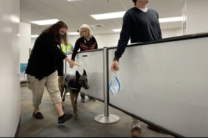 新型コロナを98.2%嗅ぎ分ける犬がドバイ空港で稼働開始、アメリカでもトライアルスタート