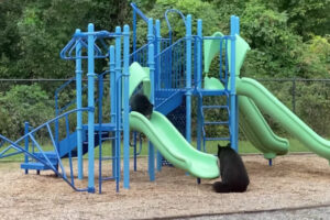 母グマが子グマに、滑り台の滑り方を教えるのが微笑ましい【動画】