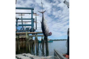 272kgの巨大マグロを丸ごと寄付、ホームレスの食事350食分に