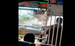 野生のゾウがバスを襲い、フロントガラスを破壊、車内からの映像が恐ろしい