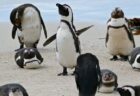 南アフリカで、63羽のペンギンがハチの群れに襲われ死亡