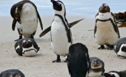 南アフリカで、63羽のペンギンがハチの群れに襲われ死亡