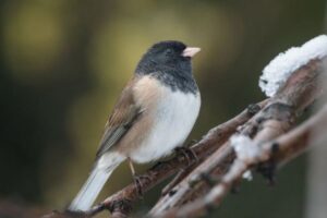 地球温暖化により動物の形にも変化、くちばしや足、尻尾の長さも伸びる