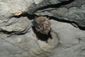 ラオスのコウモリから、新型コロナと95%以上も一致した新しいウイルスを発見