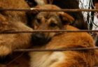 【韓国】文大統領が国内での犬食禁止に言及、すでに3つの市場も閉鎖