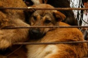 【韓国】文大統領が国内での犬食禁止に言及、すでに3つの市場も閉鎖