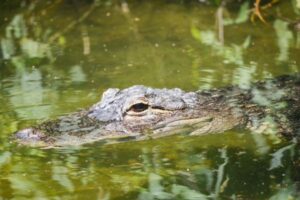 ハリケーン「アイダ」で増水した家にワニ、高齢者の男性が襲われ死亡か