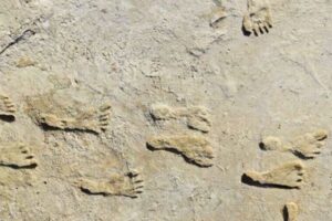 アメリカで約2万年前の人間の足跡を発見、人類の北米大陸進出が1万年も古い可能性