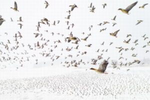 2021年ドローン・フォト・アワードを発表、個性的な写真の数々