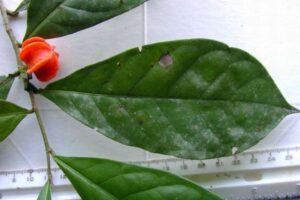 アマゾンで48年前に採取されたミステリアスな植物、ついに謎が解け、近縁種が判明