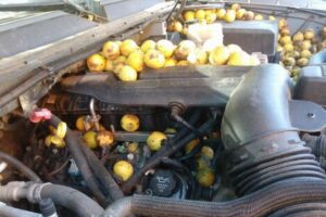 ボンネットの中にぎっしり！リスが大量のクルミを車の中に隠す