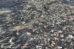 イギリスの海岸でカニやエビ、魚などが謎の大量死、原因は不明なまま