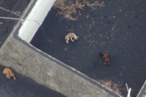 ラ・パルマ島で溶岩に囲まれた敷地内に複数の犬を発見、ドローンで食べ物を運ぶ